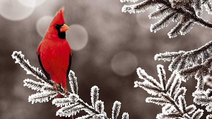 พระคาร์ดินัลในพื้นหลังหิมะ สัตว์ป่า , พระคาร์ดินัล , นก , นกแดง วอลล์เปเปอร์ HD
