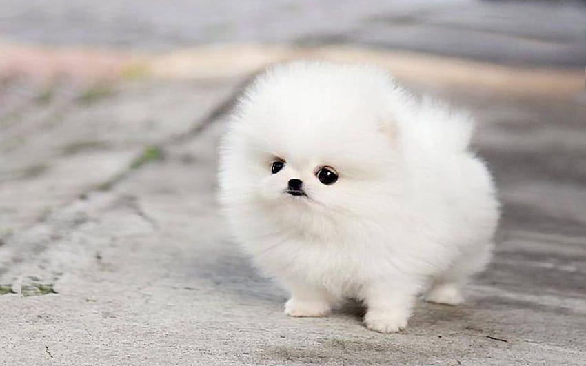 かわいいポメリアン子犬 - バット、かわいい子犬のかわいいポメリアン子犬の背景 高画質の壁紙