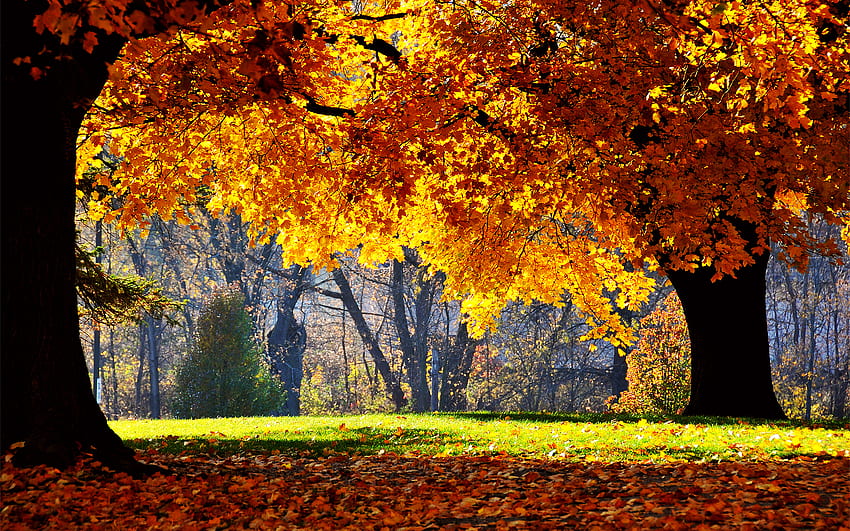 Landscape, Trees, Autumn HD wallpaper | Pxfuel