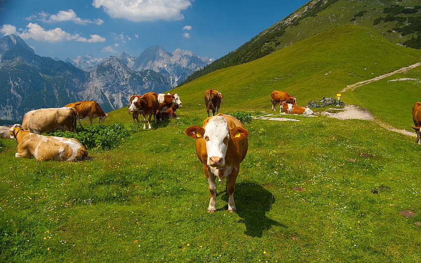 Alplerde İnekler [4] - Hayvan , Çiftlik Hayvanları HD duvar kağıdı
