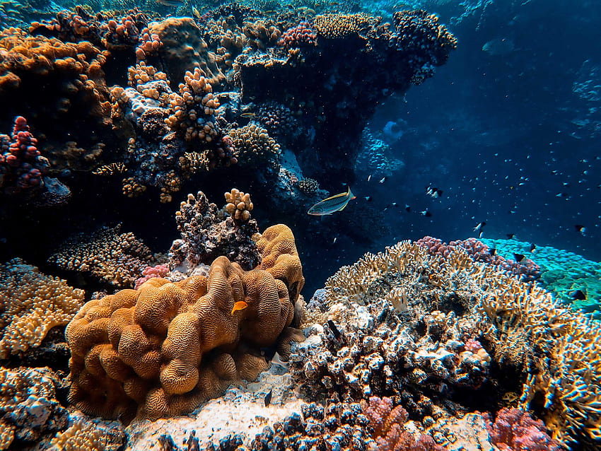 ธรรมชาติ น้ำ ปลา ปะการัง สาหร่ายทะเล สาหร่าย วอลล์เปเปอร์ HD