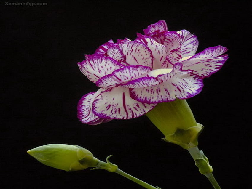 goździk, fioletowy, biały, kwiat, zacieniony, kwiat, ciemny Tapeta HD