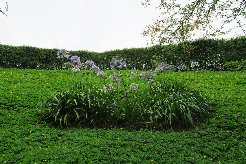 Padang rumput hijau, padang rumput, alam, hijau, bunga Wallpaper HD