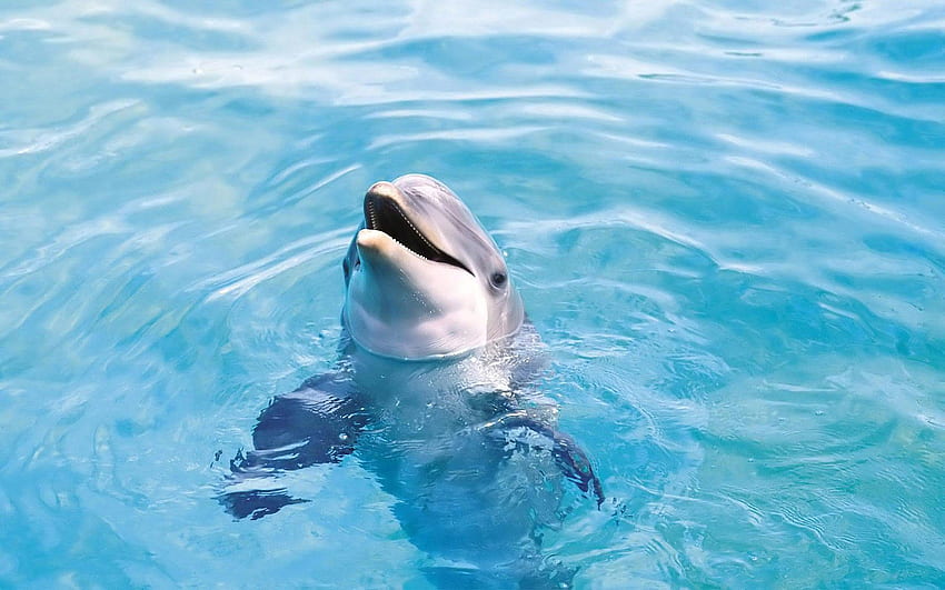 Dolphins and . Animals, Cool Dolphin HD wallpaper | Pxfuel