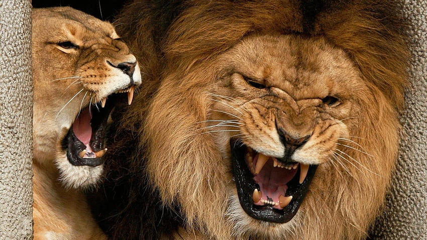 Animals, Aggression, Grin, Couple, Pair, Lion, Lioness HD wallpaper