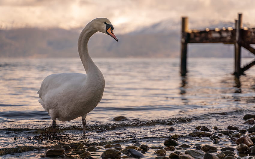 white swan, fjord, evening, sunset, swans, white bird, Norway HD wallpaper