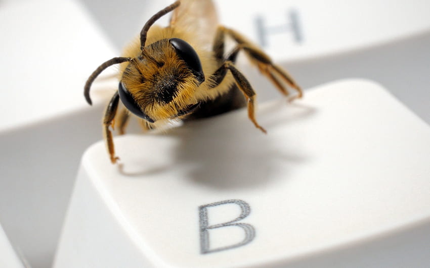 Makro, Augen, Insekt, Tastatur, Knopf HD-Hintergrundbild