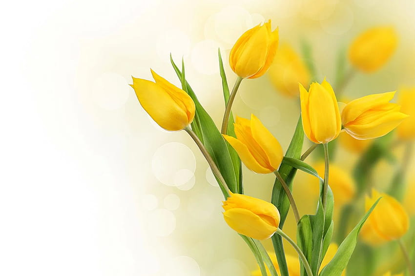 tulip Yellow flower, Pure Yellow HD wallpaper