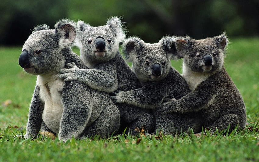 Zwierzęta, koale, tłum, dziki Tapeta HD