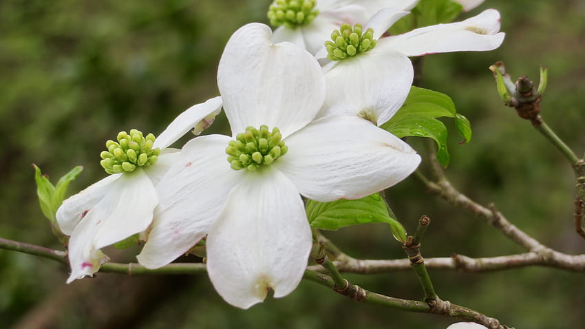 Weiße Blume des Hartriegels verzweigt sich Nahaufnahme HD-Hintergrundbild