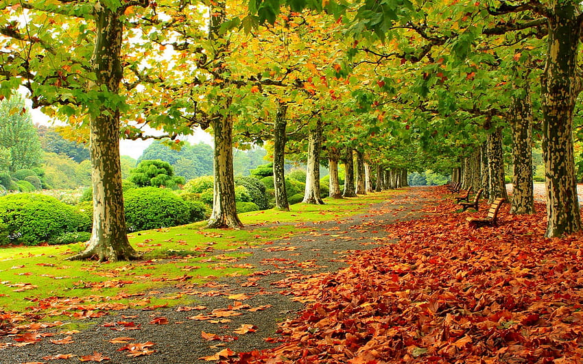 Piękna Irlandia Krajy Irlandia jest rzeczywiście piękna. Niesamowite, jesień w Irlandii Tapeta HD