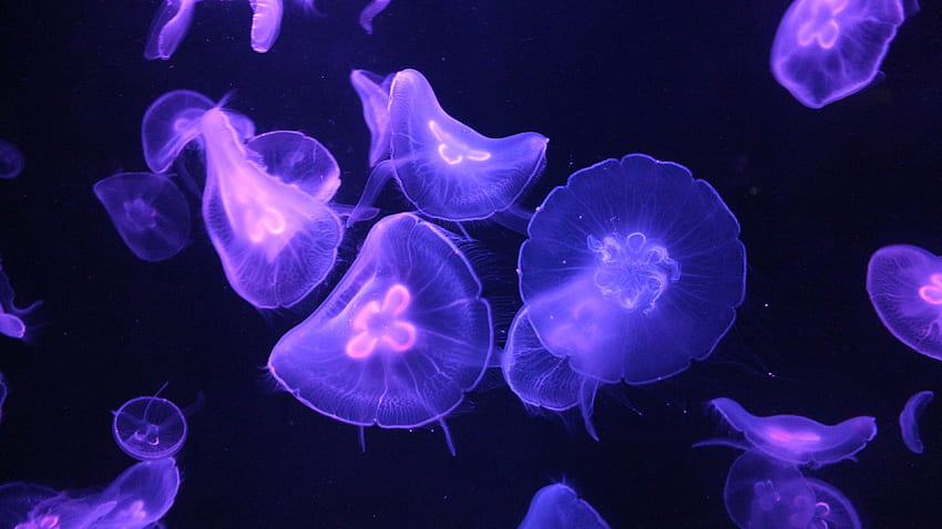 jellyfish, glow, tentacle, dark u 16:9 background HD wallpaper