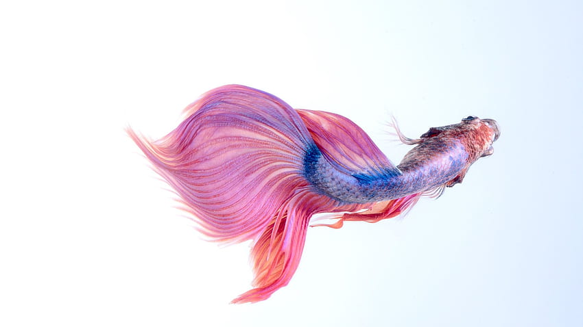 Różowo-Niebieska Bojownik Syjamski - Betta Fish Pink - Tapeta HD