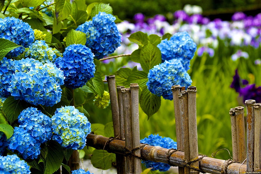 Hydrangea in garden, summer, hydrangea, fence, garden, beautiful, springm HD wallpaper