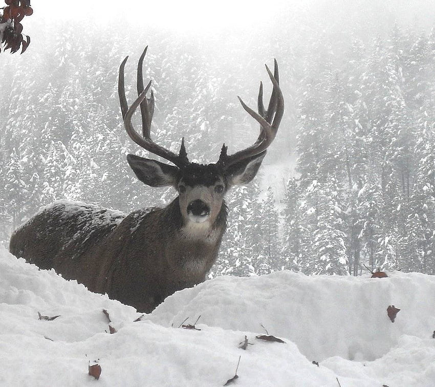 Mule Deer Buck HD wallpaper