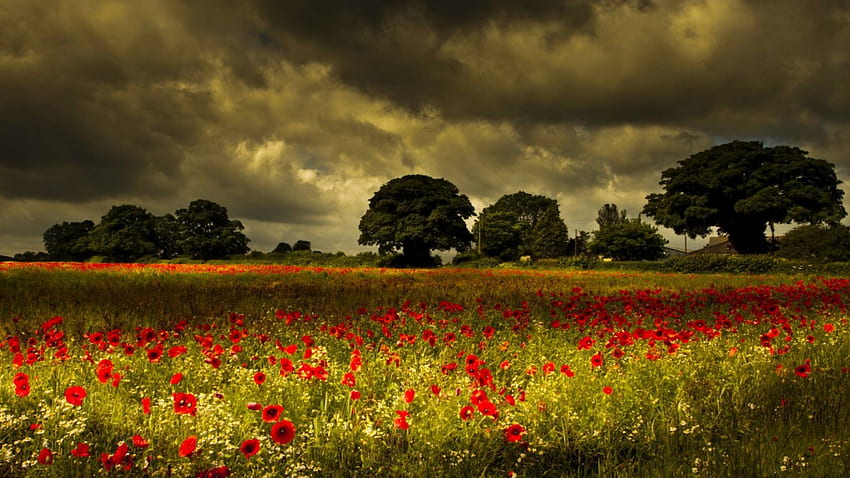 Poppy field, delight, beauty, nice, fragrance, poppy, trees, cloudy, meadow, beautiful, grass, pretty, field, red, clouds, nature, sky, scent, flowers, lovely HD wallpaper