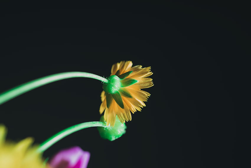 Flowers, Flower, Macro, Petals, Bloom, Flowering, Stem, Stalk HD