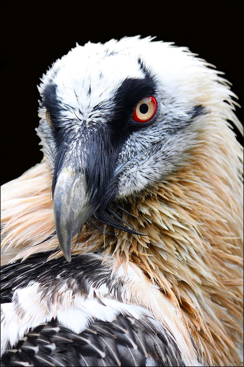 Scavenger birds, Bearded vulture HD phone wallpaper