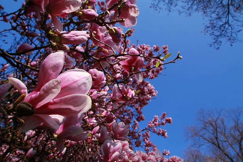Magnolia for my friend CroZg, art , pink, beautiful, flowers, magnolia tree, lilac HD wallpaper