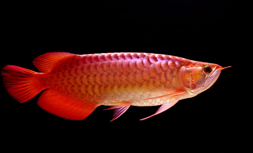 Красива голяма червена риба Arowana, сладководна риба HD тапет