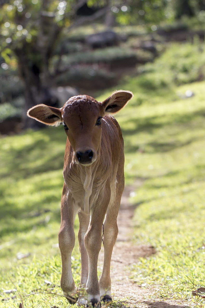 Kalbbaby der Kuh so reizend und niedliches Tier, Viehbestand HD-Handy-Hintergrundbild