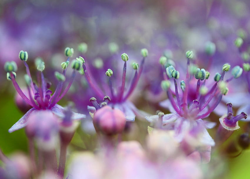 niebiesko-fioletowa hortensja, niebieski, fioletowy, hortensja, przyroda, kwiaty, kwiat Tapeta HD