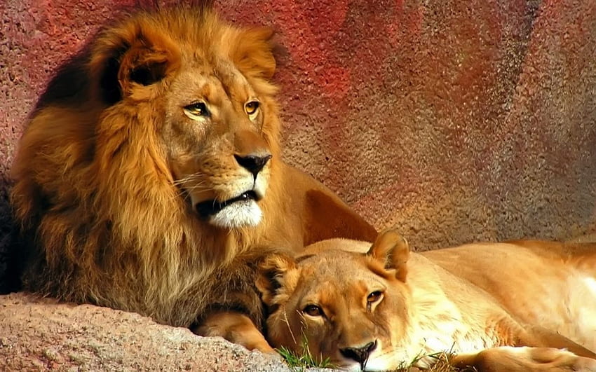 Lion couple, lions, animals HD wallpaper