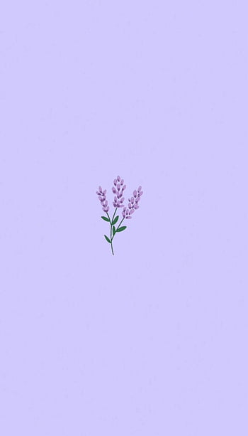 Simple lavender HD wallpapers | Pxfuel