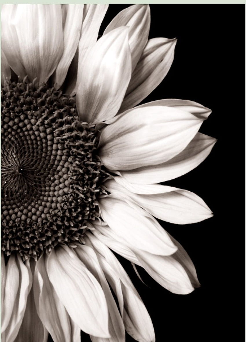 Dionne Carter em Flores. Girassóis brancos, Girassol, Girassol preto e branco Papel de parede de celular HD