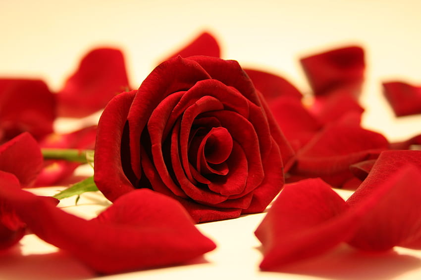 червена роза, роза, валентин, листенца, червено HD тапет