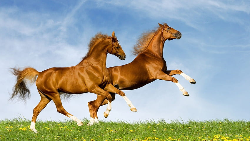 Cavalos correndo, cavalos selvagens correndo papel de parede HD