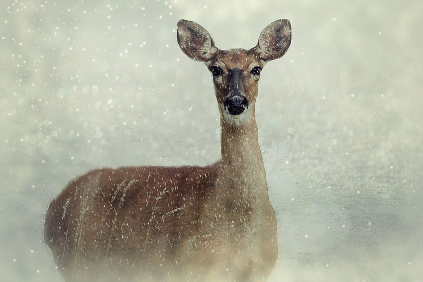 Corzo Animal Animal Salvaje Nieve. Valores fondo de pantalla