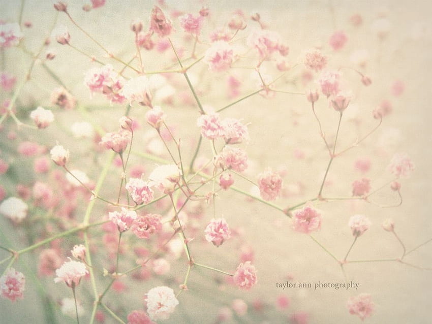 Pastelowy kwiat wiśni, pastelowa grafika Tapeta HD