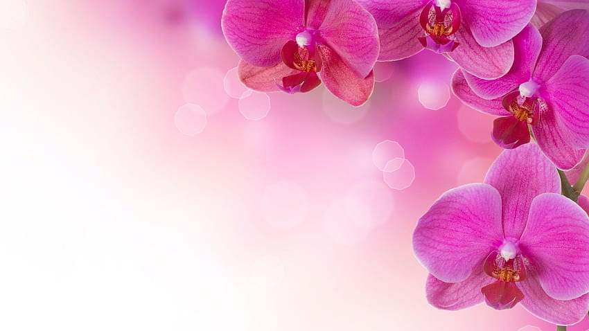 Orchidées, Fleur D'Orchidée Fond d'écran HD