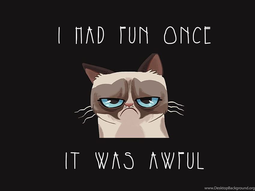 Gallery For Funny Cat With Quotes Background, Weird Cat HD wallpaper
