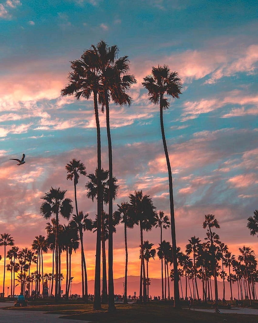 nafsu berkelana, Venice Beach Sunset wallpaper ponsel HD