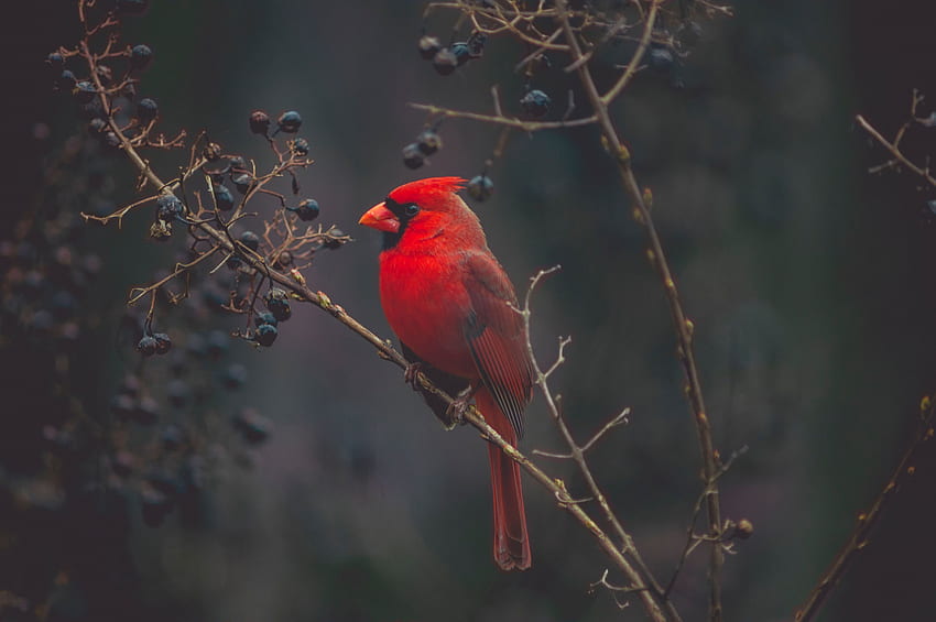 Animaux, Oiseau, Branche, Cardinal Fond d'écran HD