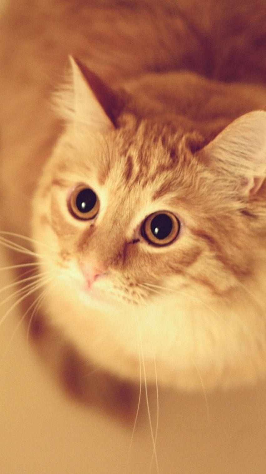 Сладък домашен любимец Коте Котка Животно Blur iPhone 8, Оранжева котка HD тапет за телефон