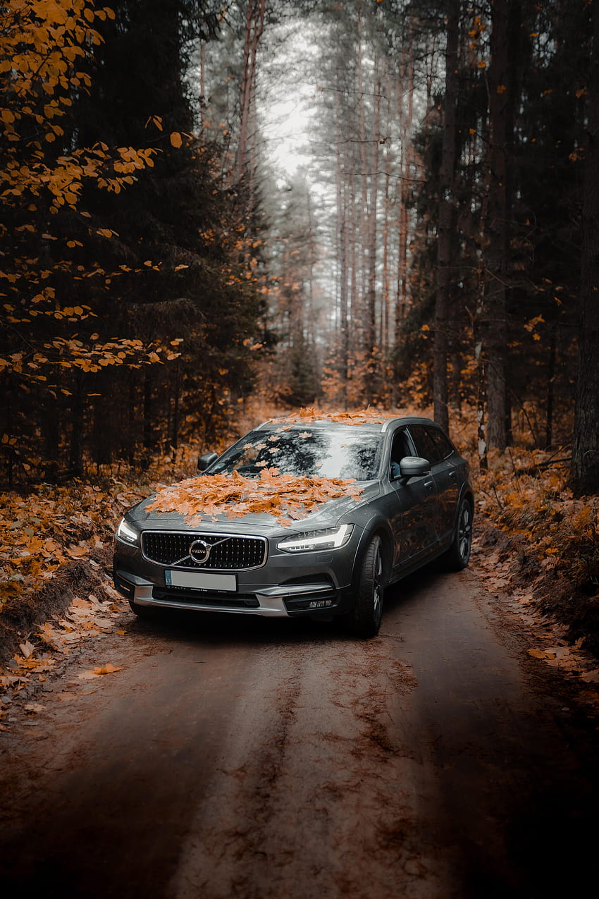 Autumn, Volvo, Cars, Forest, Car, Grey HD phone wallpaper