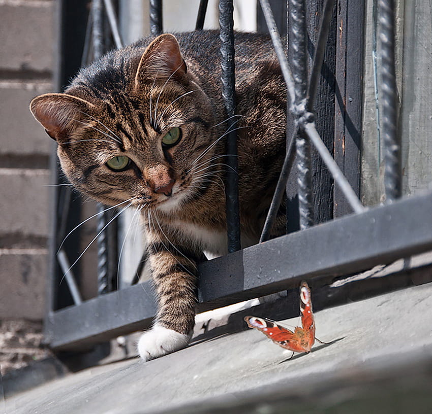 And who are you?, cat, butterfly, window, nice HD wallpaper