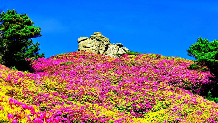 Spring Mountain, splendow, meadow, sky, nature, flowers, spring, mountain HD wallpaper