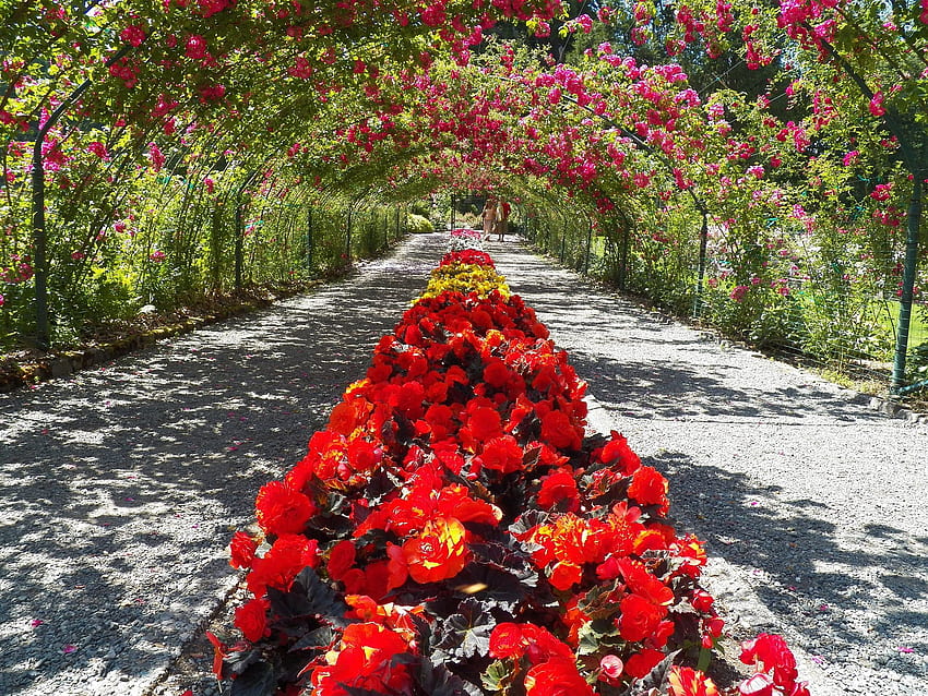 Sommergärten voller Blüten, Rosengarten HD-Hintergrundbild