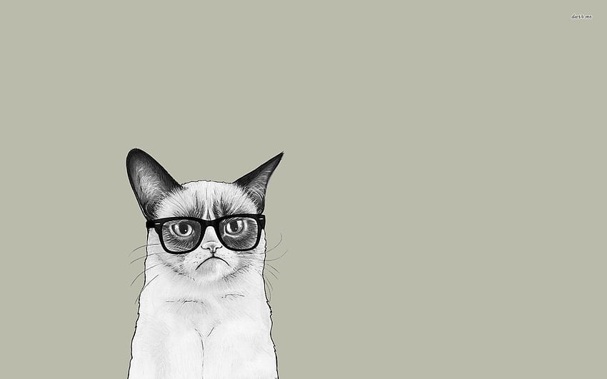 Cat With Glasses, Grumpy Cat HD wallpaper | Pxfuel