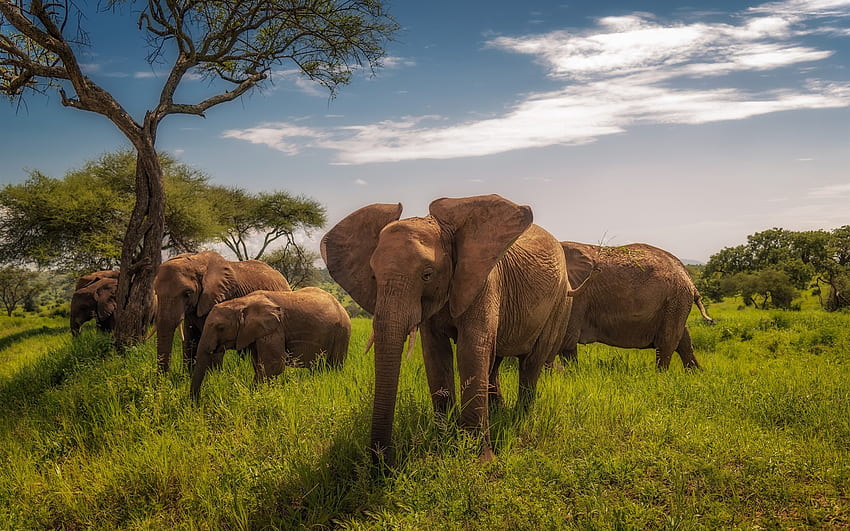 Africa, Tanzania, elephants, grass HD wallpaper
