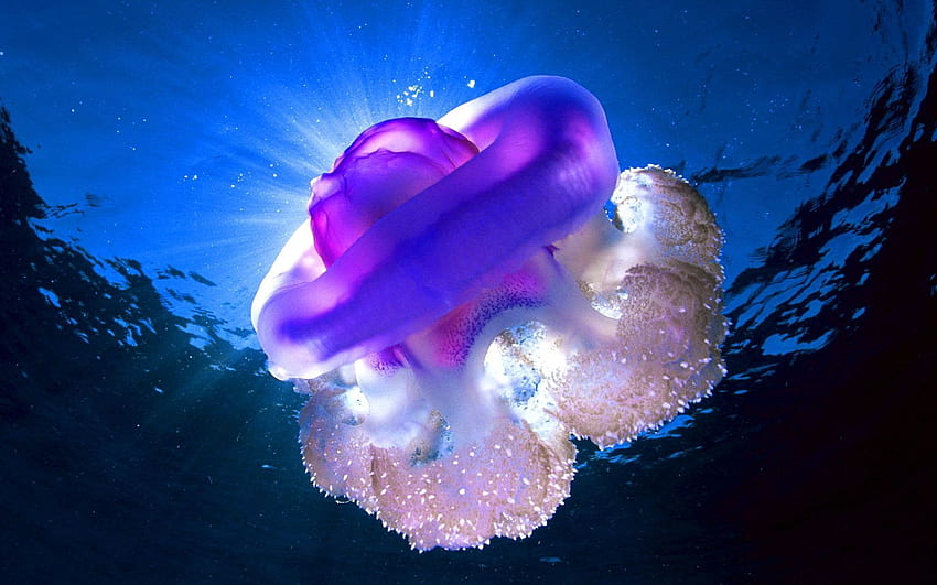 Zwierzęta, morze, meduza, połysk, światło, pod wodą, łódź podwodna Tapeta HD
