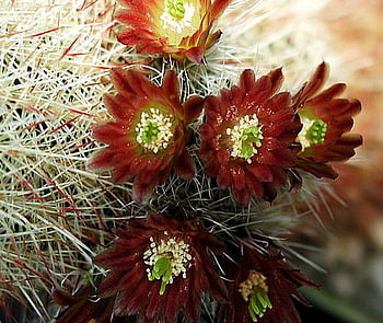 Cactus, bloom, red, flower HD wallpaper | Pxfuel