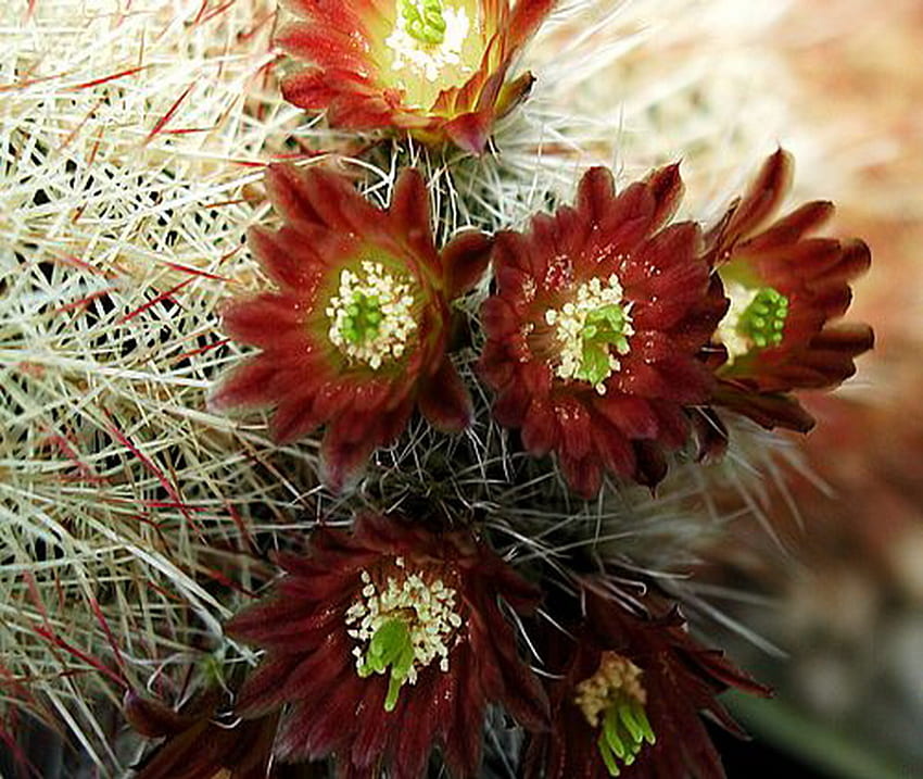 cactus, floración, rojo, flor fondo de pantalla
