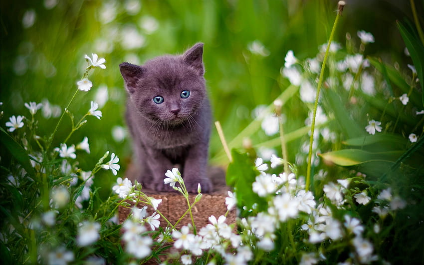 Spring Kitten, kitten, cat, flowers, Spring HD wallpaper