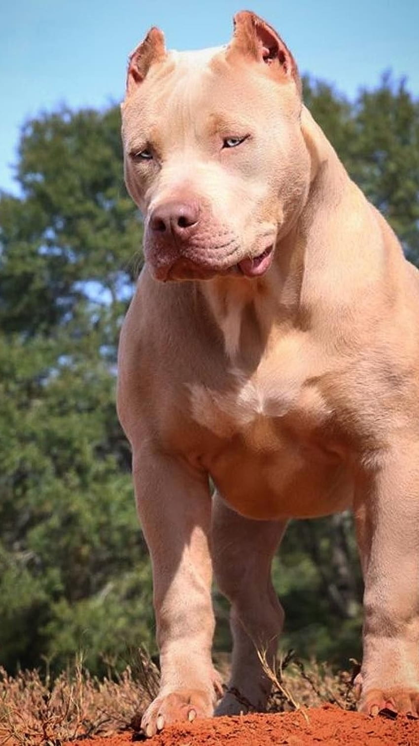 Pies Pitbull, urocze zwierzątko Tapeta na telefon HD