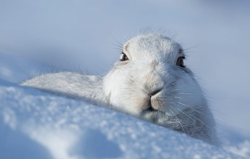 winter, look, face, snow, hare, the snow, face, Bunny for , section животные HD wallpaper